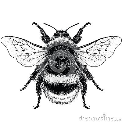 Black and White illustration of male Buff Tailed Bumble Bee Vector Illustration