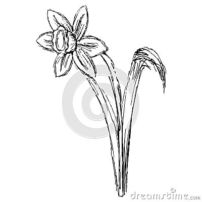 Black and white hand-drawn sketch of the flowering stem of daffodil Vector Illustration