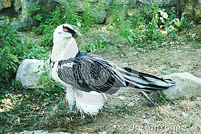 Black and white hawk eagle Stock Photo