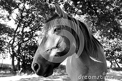Black and white head shot image of a feral Konik pony Stock Photo