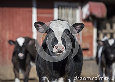 Black and White Holstein Calves Stock Photo