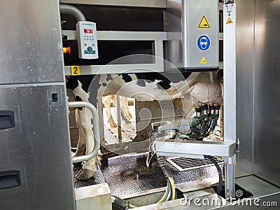 Black and white cow stands in milking robot on dutch dairy farm in holland Stock Photo