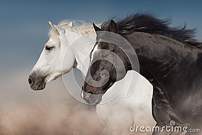 Black and white horse Stock Photo