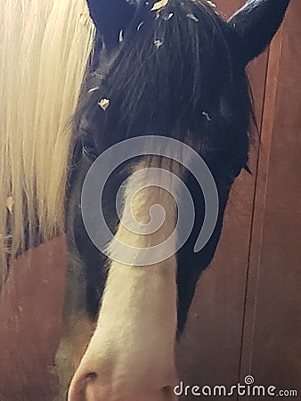 Black and white horse standing in barn stall Stock Photo