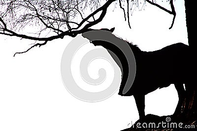 Black and white of horse and tree Stock Photo