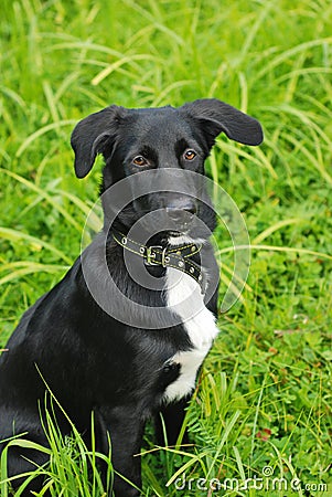 Portrait of a black and white hunting dog sitting in the grass Stock Photo