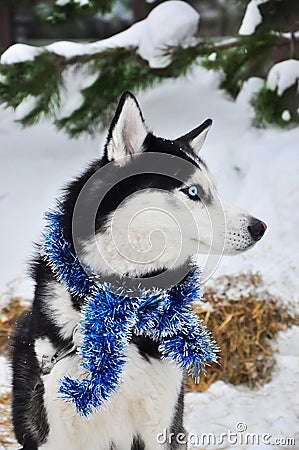 Black and white husky with blue tinsel Stock Photo