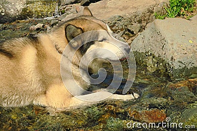 Black and white husky is enjoying, running, hugging in the water, dumb. Swimming husky Stock Photo