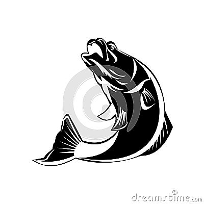 Barramundi Fish Jumping Up Isolated Black and White Retro Vector Illustration