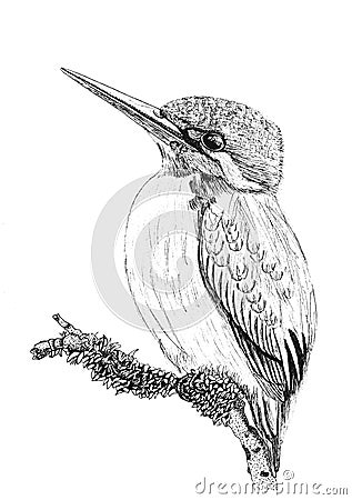 Black and white illustration of kingfisher in graphics Cartoon Illustration
