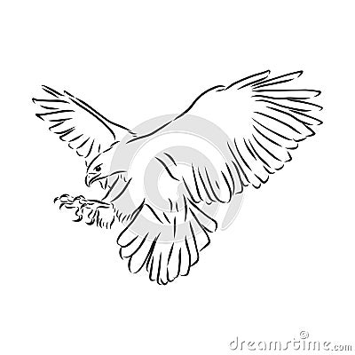 Black and white illustration. Sketch of bird for tattoo art. Detailed hand drawn eagle for tattoo on back. Falcon bird, vector Cartoon Illustration