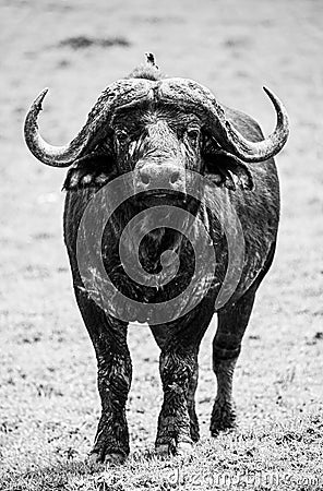 Black and white image of an African Buffalo staring down the lens Stock Photo
