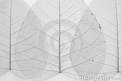 Black and white image of banyan leaf veins Stock Photo