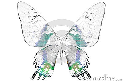 Black and white image of beautiful butterfly with colorful wings Stock Photo