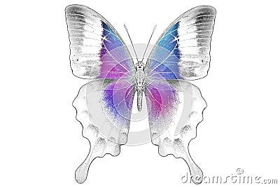 Black and white image of beautiful butterfly with colorful wings Stock Photo