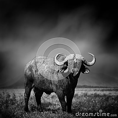 Black and white image of a buffalo Stock Photo