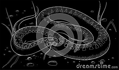 Black and white image of coiled snake Vector Illustration