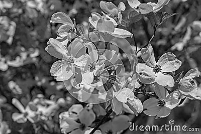 A Black and White Image of Dogwood Flowers Stock Photo