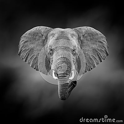 Black and white image of a elephant Stock Photo
