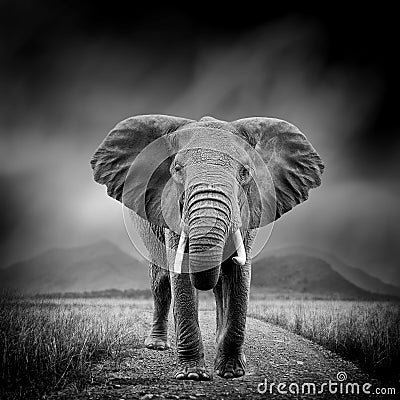 Black and white image of a elephant Stock Photo