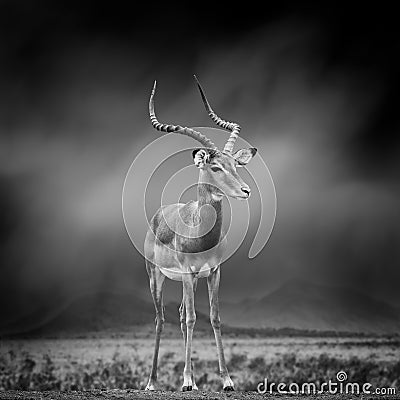 Black and white image of a impala Stock Photo