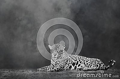 Black and white image of a Jaguar lying on a river bank Stock Photo