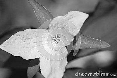 A Black and White Image of a Large Flowering Trillium Stock Photo