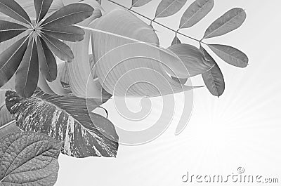 Black and white image of leaves with sunlight Stock Photo