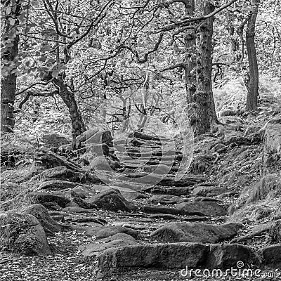 Follow the rocky steps through the woods Stock Photo