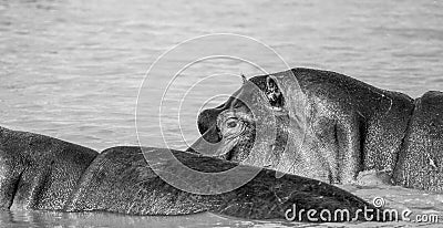 Hippo eye Stock Photo