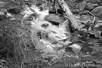 Black and White Image of a Woodland Stream in Woods Stock Photo