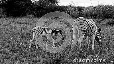 Zebras (mother and calf) Stock Photo
