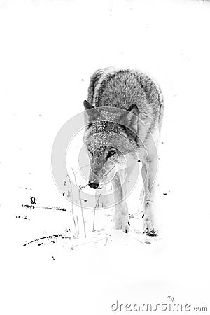look of a gray wolf fromGray wolf ale in the snow, strong animal in winter Stock Photo