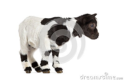 Black and white kid of a Tibetan Pigmy Goat, isolated on white Stock Photo
