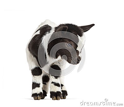 Black and white kid of a Tibetan Pigmy Goat looking down, isolated on white Stock Photo