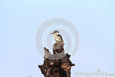 Black-white kingfisher on thr stump in Serengeti savanna, Africa Stock Photo