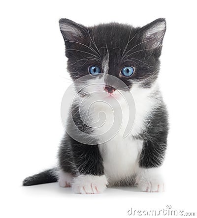 Black white kitten Stock Photo