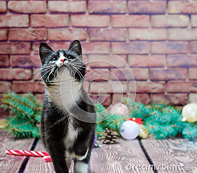 black and white kitten on the background of a brick wall and Chr Stock Photo