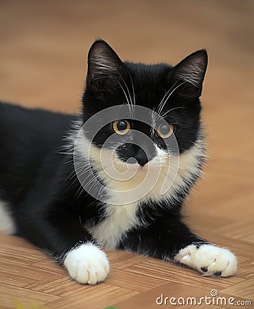 Black and white kitten lying Stock Photo