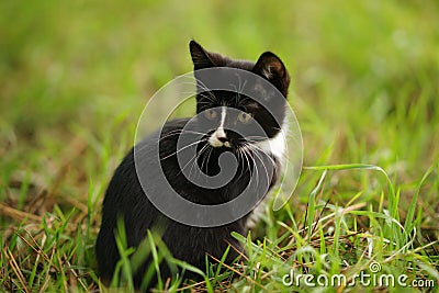 Black and white kitten rest in green garden Stock Photo