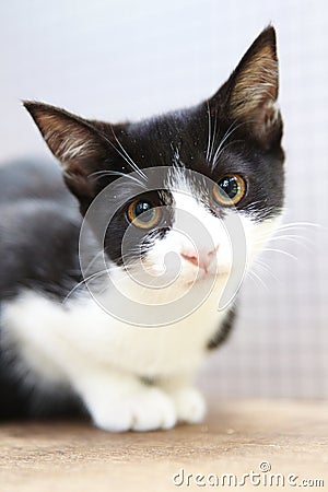 Black and white Kitten staring Stock Photo