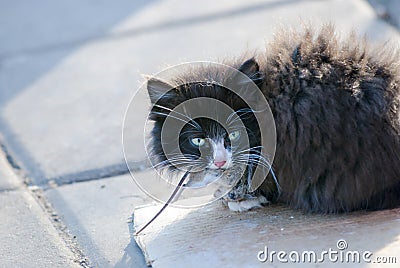 Black and white kitten with a trapped mouse Stock Photo