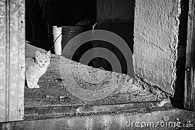 Black and white kitty Stock Photo