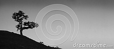 Black and white landscape. Lonely tree on the slope against the sky. Stock Photo