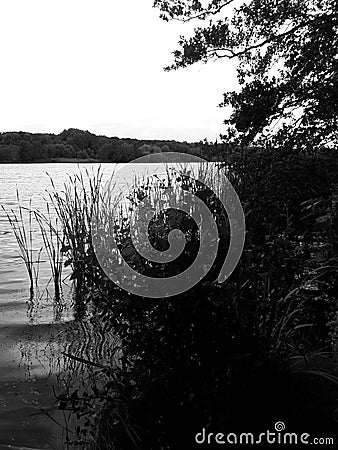 Black and white landscape of the reeds and the lake Stock Photo