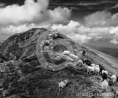 Black and white landscape of rocky mountain with flock of sheep Stock Photo