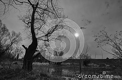 Black and white landscape showing old creepy forest and swamp Stock Photo