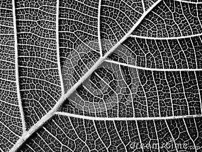 Black and white leaf texture Stock Photo