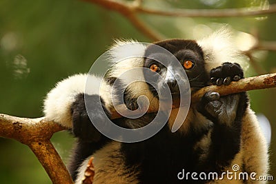 Black and white lemur Stock Photo