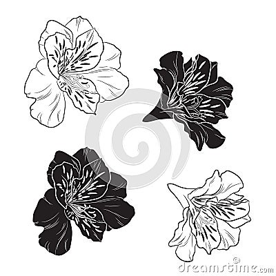 Black and white Lilies and alstroemeria line set isolated on white background. Vector Illustration